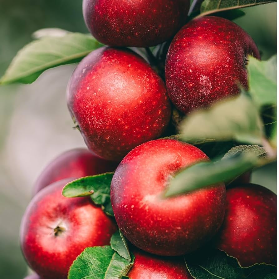 Apple - canhtoyo Amazon.com : McIntosh Apple Tree, Deciduous, Large Bright